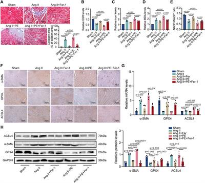 Phosphatidylethanolamine aggravates Angiotensin II-induced atrial fibrosis by triggering ferroptosis in mice